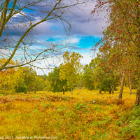 Buy canvas prints of Charnwood Forest by Bill Allsopp