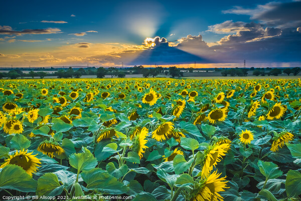 Sunflower sunset Picture Board by Bill Allsopp