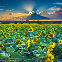 Buy canvas prints of Sunflower sunset by Bill Allsopp