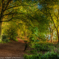 Buy canvas prints of A path in The Outwoods  by Bill Allsopp