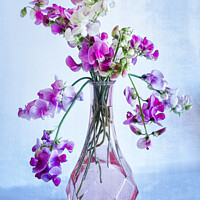 Buy canvas prints of Sweet Pea Pastel. by Bill Allsopp