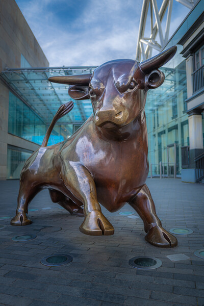 The Bull. Picture Board by Bill Allsopp