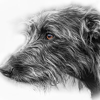 Buy canvas prints of Shaggy Dog. by Bill Allsopp