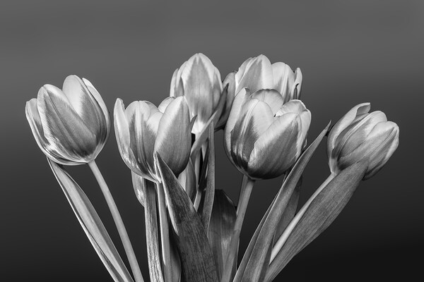 Tulip Vase. Picture Board by Bill Allsopp