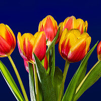 Buy canvas prints of Tulip Vase. by Bill Allsopp