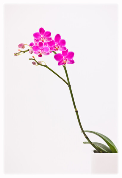 Elegant orchid. Picture Board by Bill Allsopp