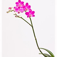 Buy canvas prints of Elegant orchid. by Bill Allsopp