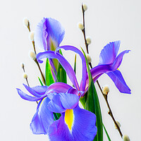 Buy canvas prints of Iris and pussy Willow flowers. by Bill Allsopp