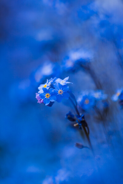 Forget-me-not  Picture Board by Bill Allsopp
