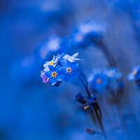 Buy canvas prints of Forget-me-not  by Bill Allsopp