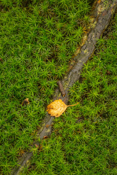 Star Moss growing in woodland. Picture Board by Bill Allsopp
