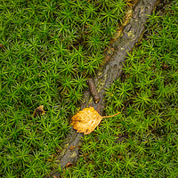 Buy canvas prints of Star Moss growing in woodland. by Bill Allsopp