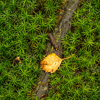 Buy canvas prints of Star Moss growing in woodland. by Bill Allsopp