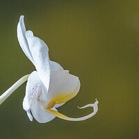 Buy canvas prints of White Orchid. by Bill Allsopp