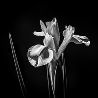 Buy canvas prints of White Iris. by Bill Allsopp