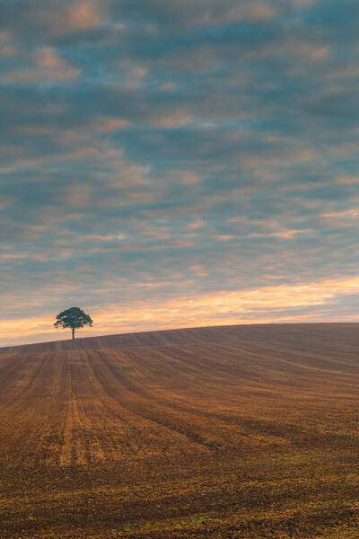 Lone tree at sunrise #1 Picture Board by Bill Allsopp