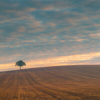 Buy canvas prints of Lone tree at sunrise #1 by Bill Allsopp