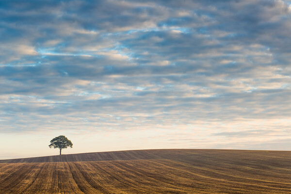 Lone tree at sunrise #3 Picture Board by Bill Allsopp