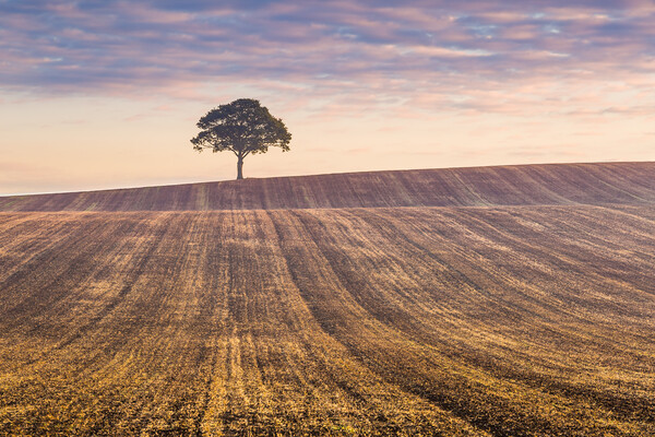 Lone tree at sunrise #2 Picture Board by Bill Allsopp