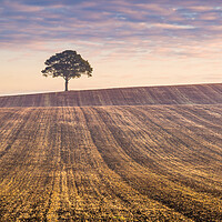 Buy canvas prints of Lone tree at sunrise #2 by Bill Allsopp