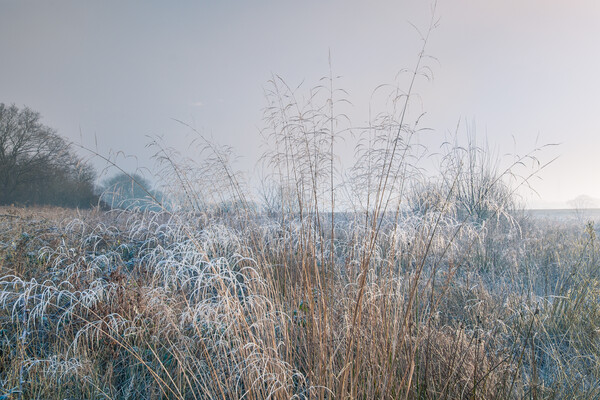 Winter dawn. Picture Board by Bill Allsopp
