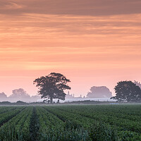 Buy canvas prints of Misty Suffolk Sunrise. by Bill Allsopp