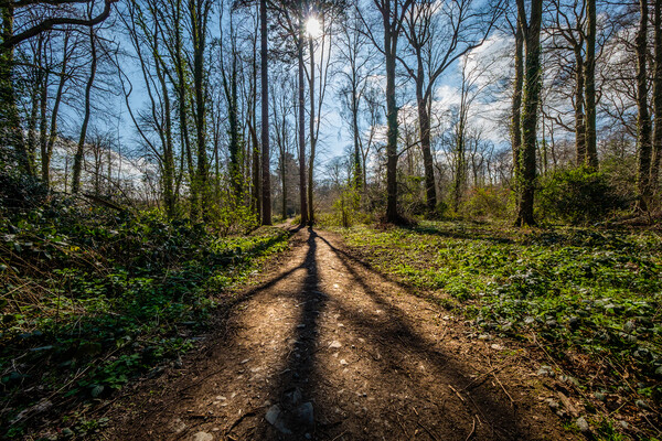 Shadows in Swithland Wood Picture Board by Bill Allsopp