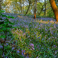 Buy canvas prints of Dawn in the Bluebell woods. by Bill Allsopp