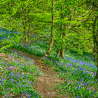 Buy canvas prints of Into the Bluebell Woods. by Bill Allsopp