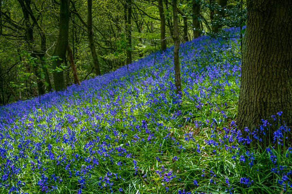 Enchanted Bluebell Woodland Picture Board by Bill Allsopp