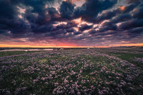 Sunrise over Sea Lavender Picture Board by Bill Allsopp