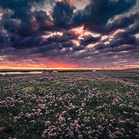Buy canvas prints of Sunrise over Sea Lavender by Bill Allsopp