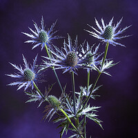Buy canvas prints of Prickly on purple #2 by Bill Allsopp