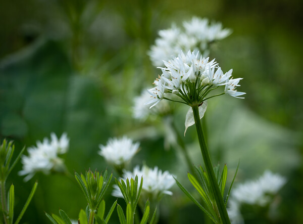 White Garlic flowers in shady woodland. Picture Board by Bill Allsopp