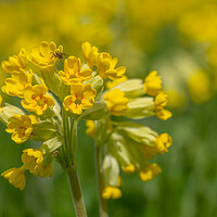 Buy canvas prints of Cowslip with spider. by Bill Allsopp