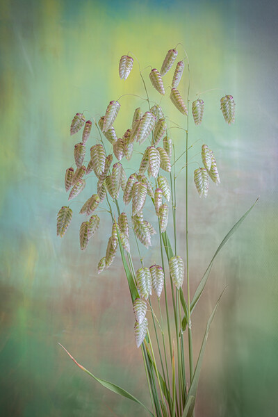 Greater Quaking Grass high key Picture Board by Bill Allsopp