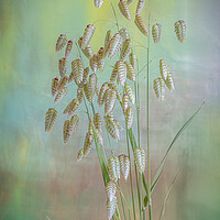 Buy canvas prints of Greater Quaking Grass high key by Bill Allsopp