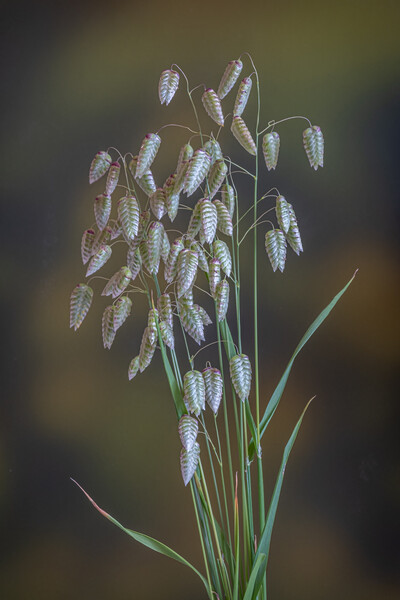 Greater Quaking Grass. Picture Board by Bill Allsopp
