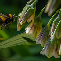 Buy canvas prints of Flight of the Bumble Bee #1 by Bill Allsopp