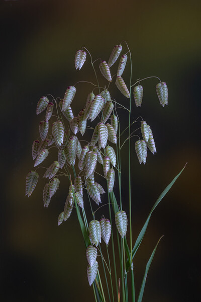 Greater Quaking Grass low key. Picture Board by Bill Allsopp