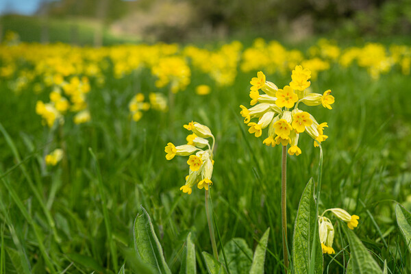Massed Cowslips Picture Board by Bill Allsopp