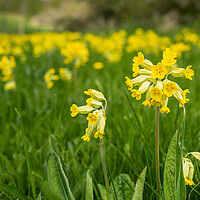 Buy canvas prints of Massed Cowslips by Bill Allsopp