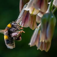 Buy canvas prints of Flight of the Bumble Bee #2 by Bill Allsopp