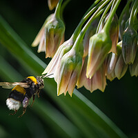 Buy canvas prints of Flight of the Bumble Bee #4 by Bill Allsopp