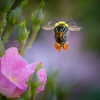 Buy canvas prints of Flight of the Bumble Bee # 5 by Bill Allsopp