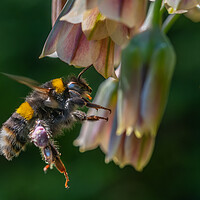 Buy canvas prints of Flight of the Bumble Bee #3 by Bill Allsopp
