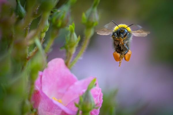 Early Bumble Bee at take off. Picture Board by Bill Allsopp
