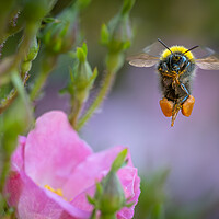 Buy canvas prints of Early Bumble Bee at take off. by Bill Allsopp