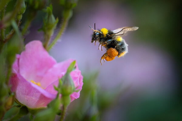 Pollen-Laden Early Bumble Bee Mid-Flight Picture Board by Bill Allsopp