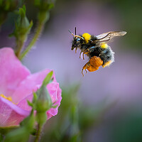 Buy canvas prints of Pollen-Laden Early Bumble Bee Mid-Flight by Bill Allsopp